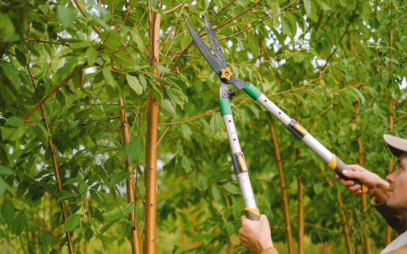 Tree trimming in Riparius, NY